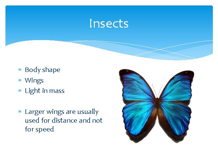 Insects Body shape Wings Light in mass Larger wings are usually used for distance