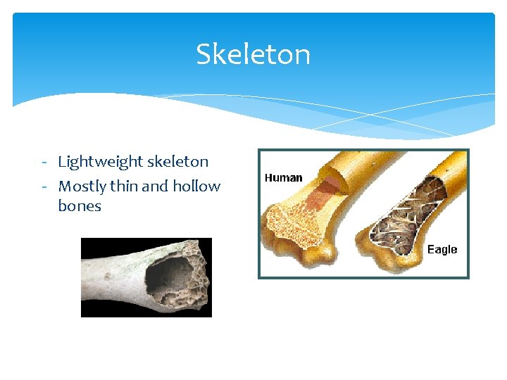 Skeleton - Lightweight skeleton - Mostly thin and hollow bones 