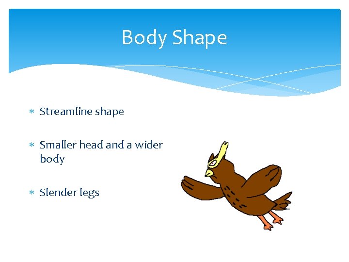 Body Shape Streamline shape Smaller head and a wider body Slender legs 