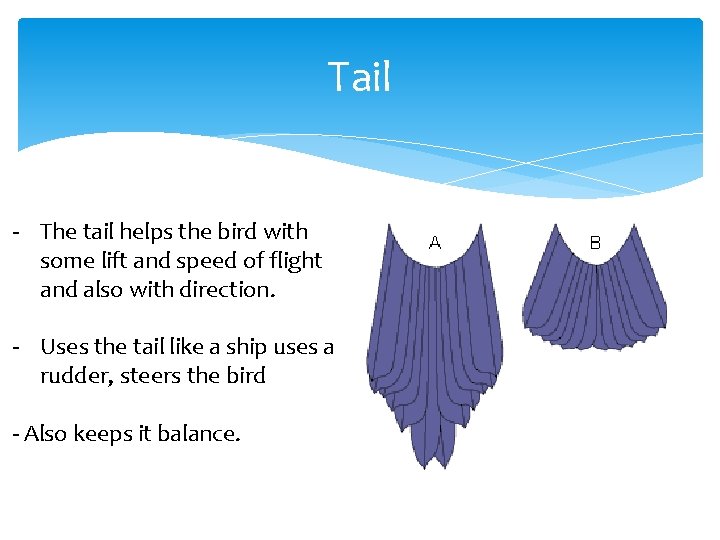 Tail - The tail helps the bird with some lift and speed of flight