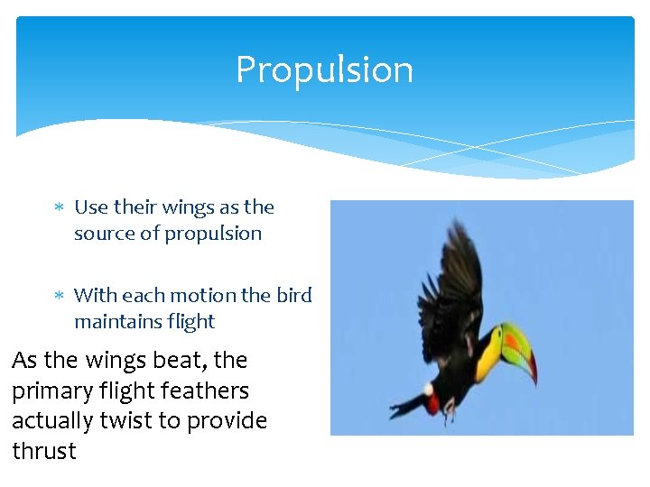 Propulsion Use their wings as the source of propulsion With each motion the bird