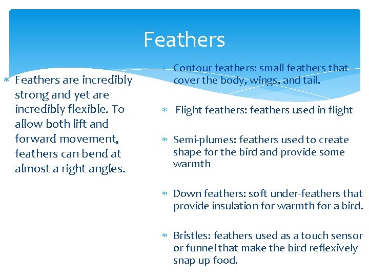 Feathers are incredibly strong and yet are incredibly flexible. To allow both lift and