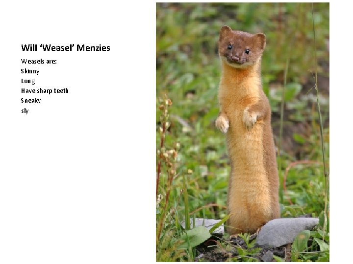 Will ‘Weasel’ Menzies Weasels are: Skinny Long Have sharp teeth Sneaky sly 