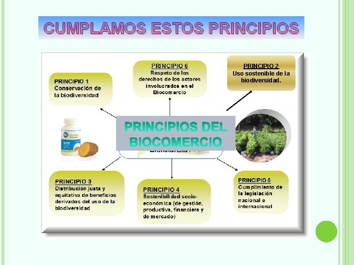 CUMPLAMOS ESTOS PRINCIPIO 2 Uso sostenible de la biodiversidad. 