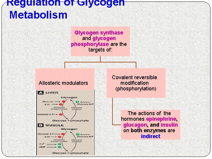 Regulation of Glycogen Metabolism Glycogen synthase and glycogen phosphorylase are the targets of: Allosteric