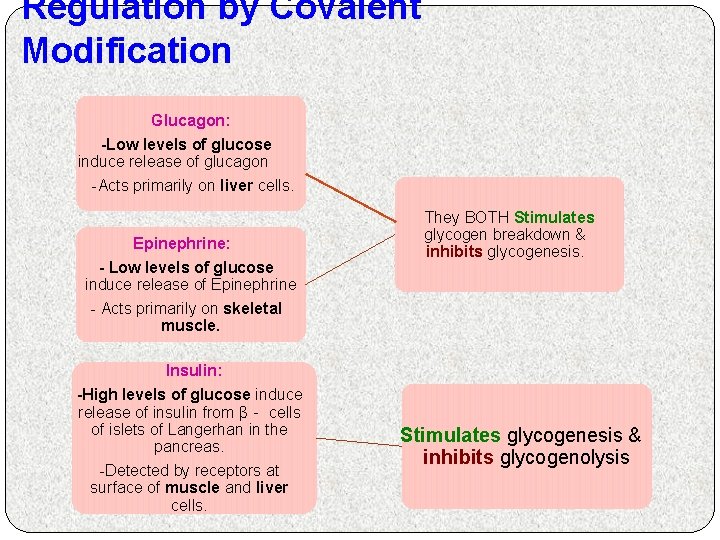 Regulation by Covalent Modification Glucagon: -Low levels of glucose induce release of glucagon -Acts