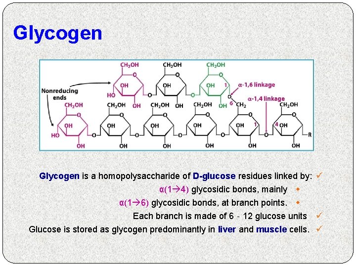 Glycogen is a homopolysaccharide of D-glucose residues linked by: ü α(1 4) glycosidic bonds,