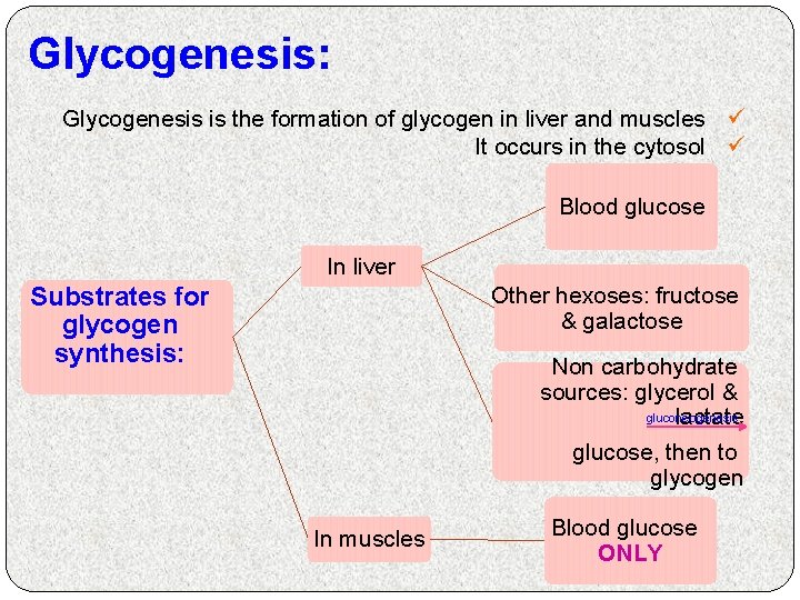 Glycogenesis: Glycogenesis is the formation of glycogen in liver and muscles ü It occurs