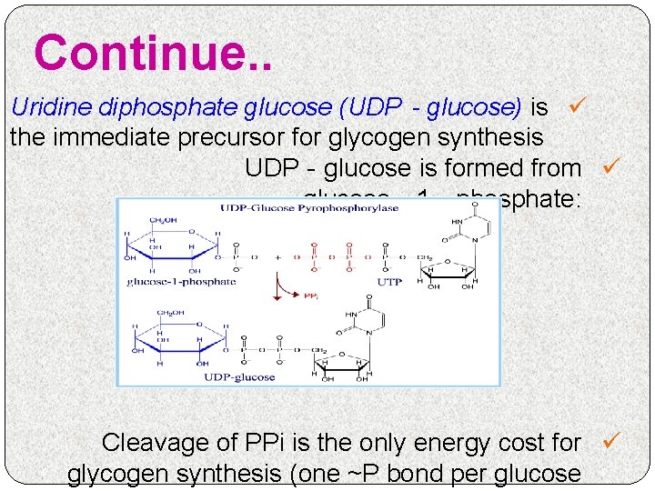 Continue. . Uridine diphosphate glucose (UDP‐glucose) is ü the immediate precursor for glycogen synthesis