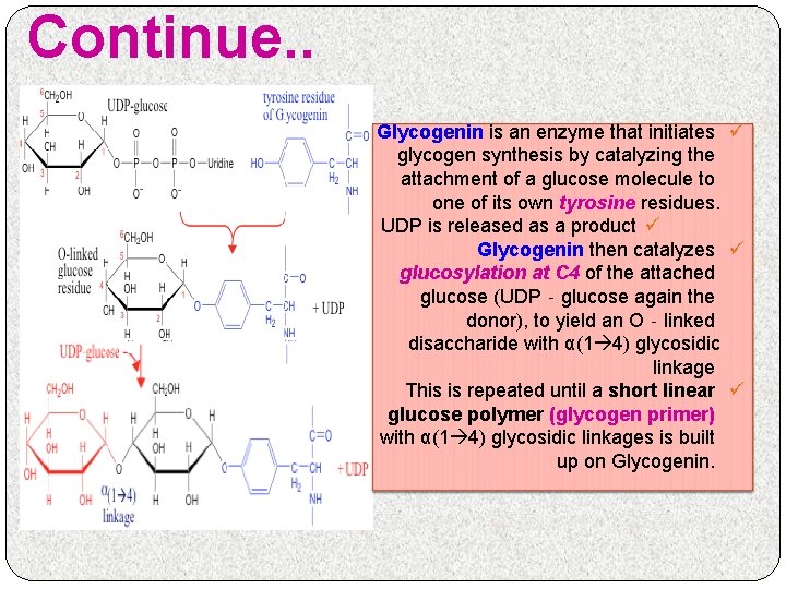 Continue. . Glycogenin is an enzyme that initiates ü glycogen synthesis by catalyzing the