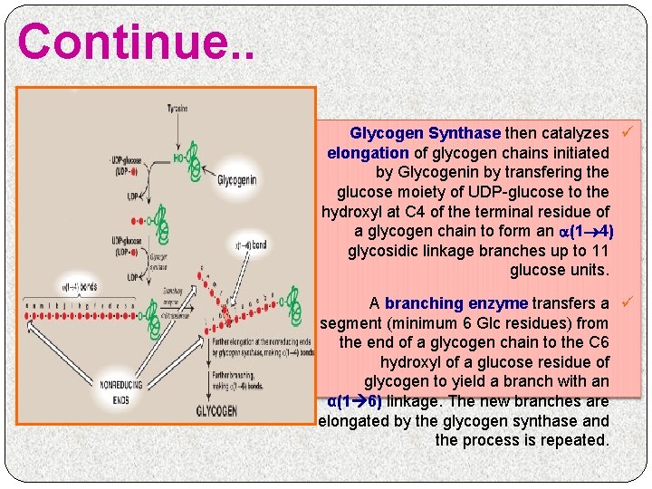 Continue. . Glycogen Synthase then catalyzes ü elongation of glycogen chains initiated by Glycogenin