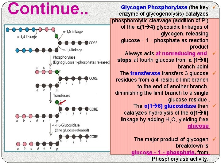 Continue. . Glycogen Phosphorylase (the key enzyme of glycogenolysis) catalyzes phosphorolytic cleavage (addition of