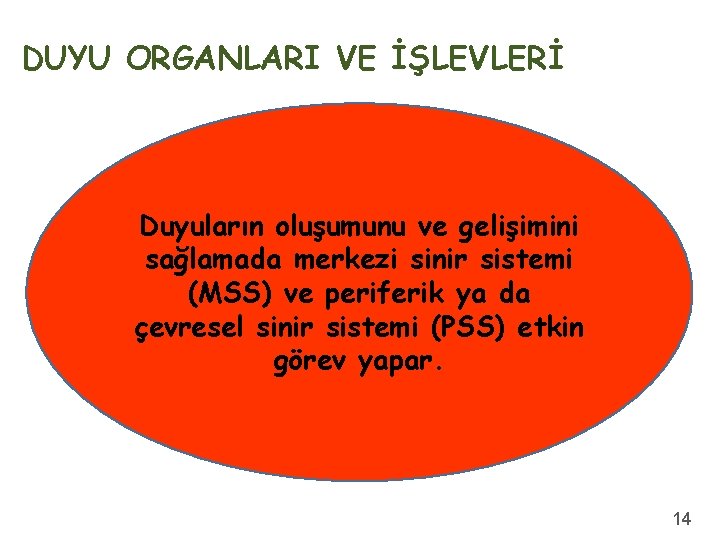 DUYU ORGANLARI VE İŞLEVLERİ Duyuların oluşumunu ve gelişimini sağlamada merkezi sinir sistemi (MSS) ve