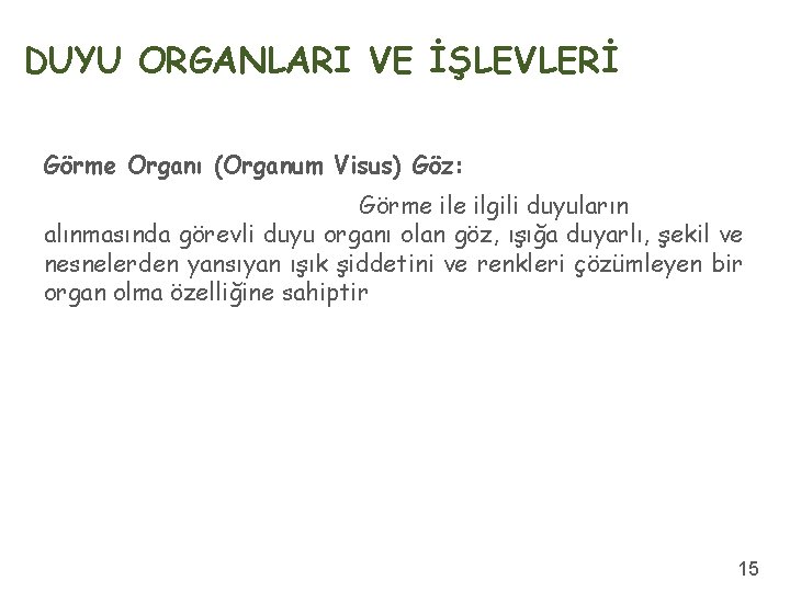 DUYU ORGANLARI VE İŞLEVLERİ Görme Organı (Organum Visus) Göz: Görme ilgili duyuların alınmasında görevli