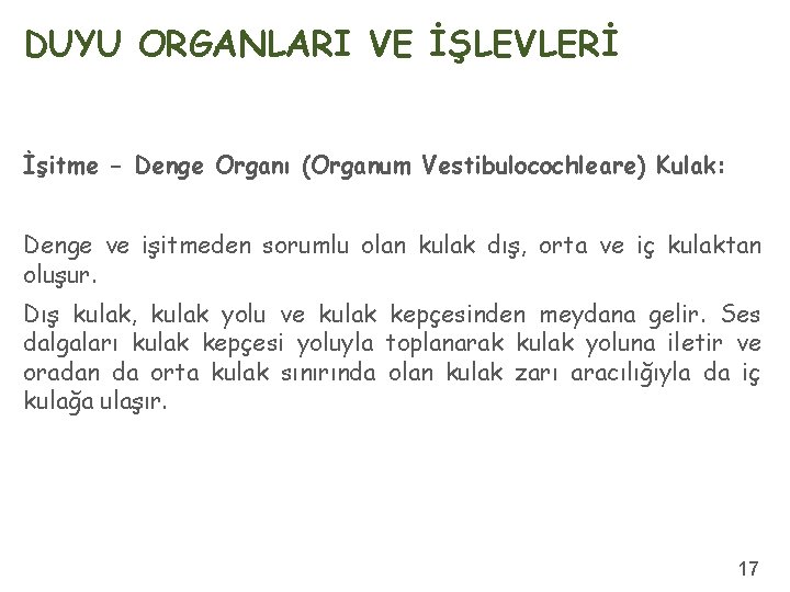 DUYU ORGANLARI VE İŞLEVLERİ İşitme - Denge Organı (Organum Vestibulocochleare) Kulak: Denge ve işitmeden