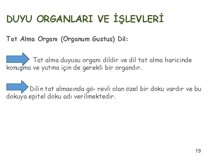 DUYU ORGANLARI VE İŞLEVLERİ Tat Alma Organı (Organum Gustus) Dil: Tat alma duyusu organı