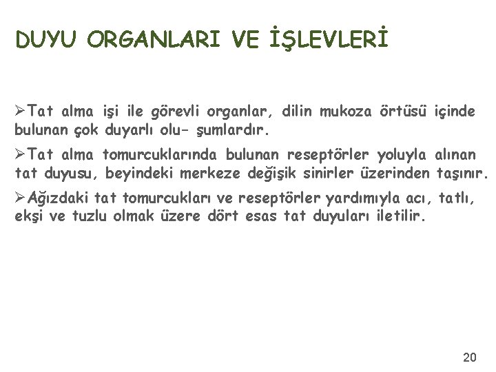 DUYU ORGANLARI VE İŞLEVLERİ ØTat alma işi ile görevli organlar, dilin mukoza örtüsü içinde