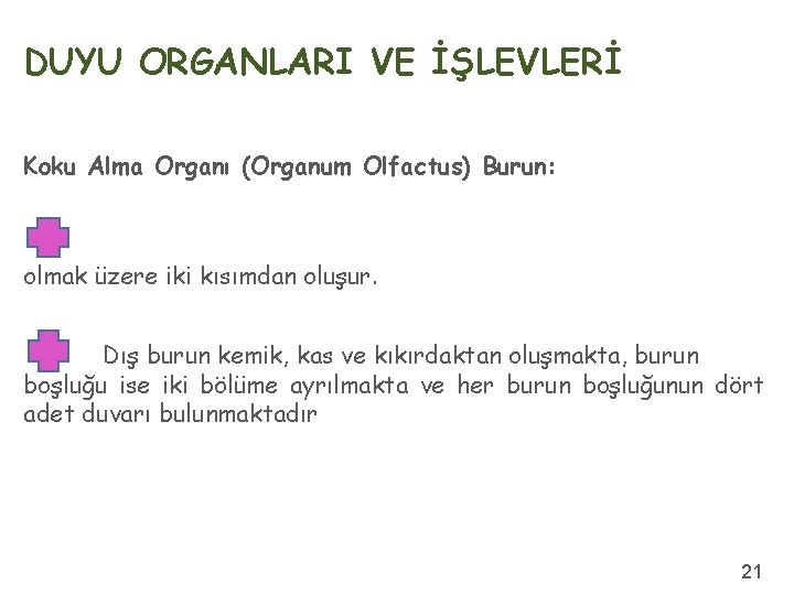 DUYU ORGANLARI VE İŞLEVLERİ Koku Alma Organı (Organum Olfactus) Burun: olmak üzere iki kısımdan