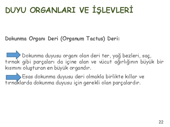 DUYU ORGANLARI VE İŞLEVLERİ Dokunma Organı Deri (Organum Tactus) Deri: Dokunma duyusu organı olan