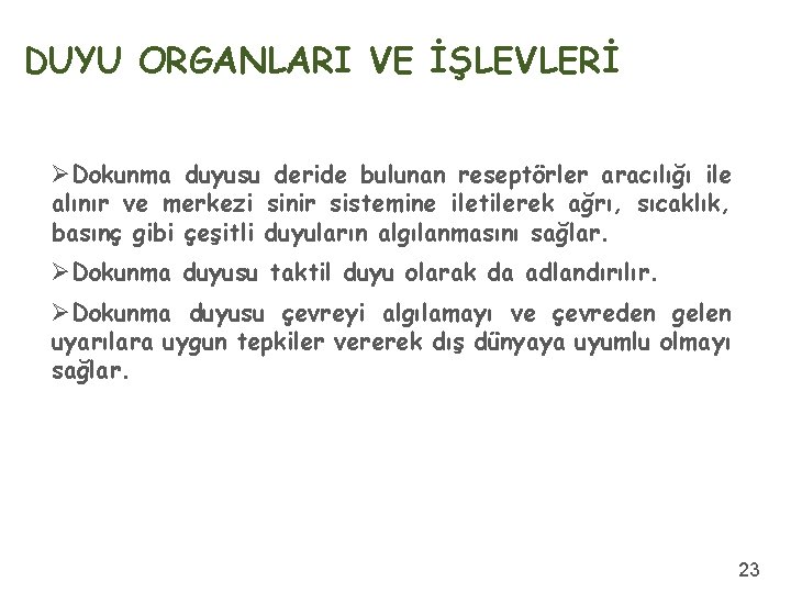 DUYU ORGANLARI VE İŞLEVLERİ ØDokunma duyusu deride bulunan reseptörler aracılığı ile alınır ve merkezi