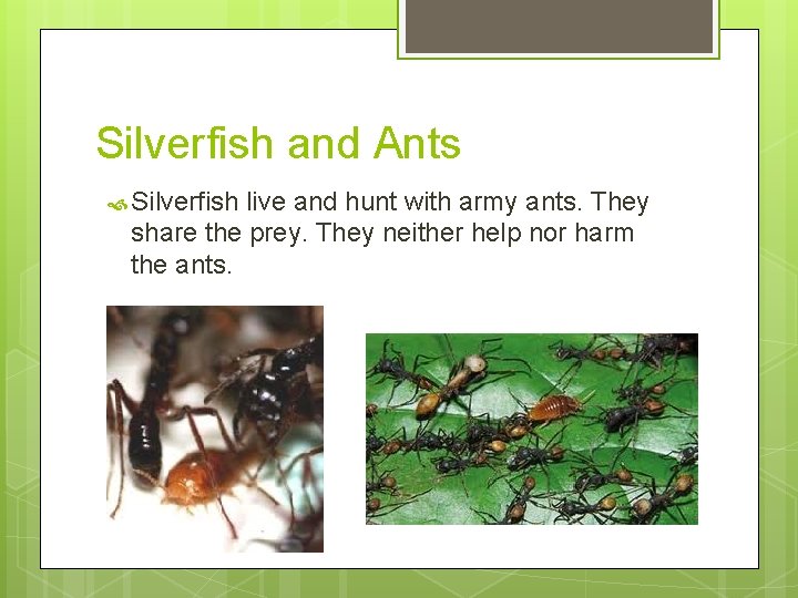 Silverfish and Ants Silverfish live and hunt with army ants. They share the prey.