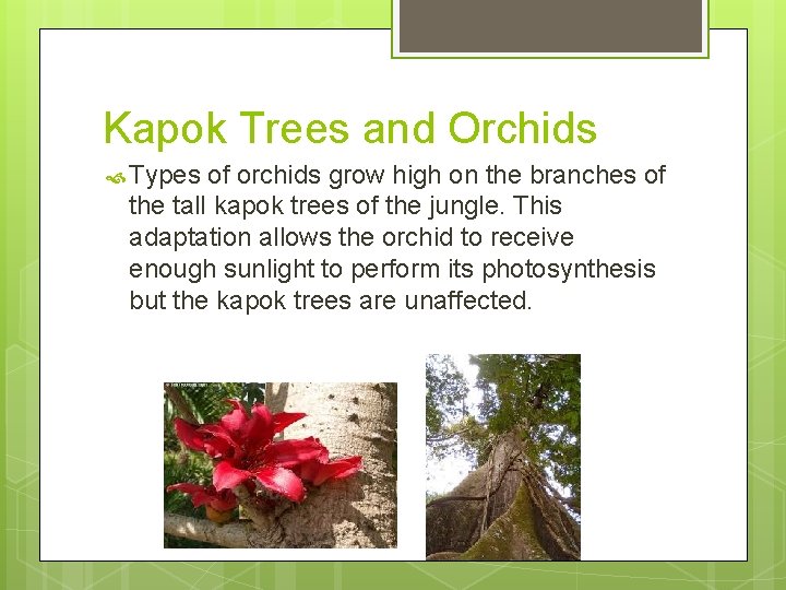 Kapok Trees and Orchids Types of orchids grow high on the branches of the