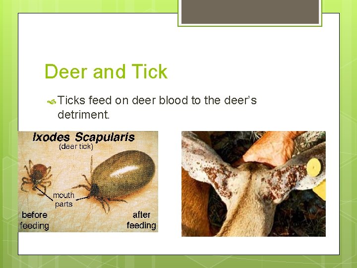 Deer and Ticks feed on deer blood to the deer’s detriment. Deer and Ticks feed on deer blood to the deer’s detriment.