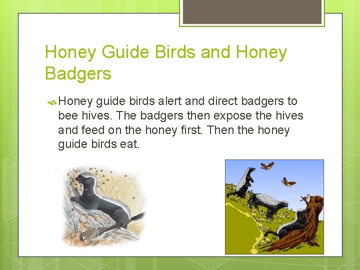 Honey Guide Birds and Honey Badgers Honey guide birds alert and direct badgers to