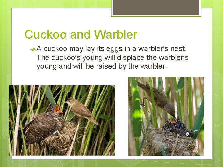 Cuckoo and Warbler A cuckoo may lay its eggs in a warbler’s nest. The