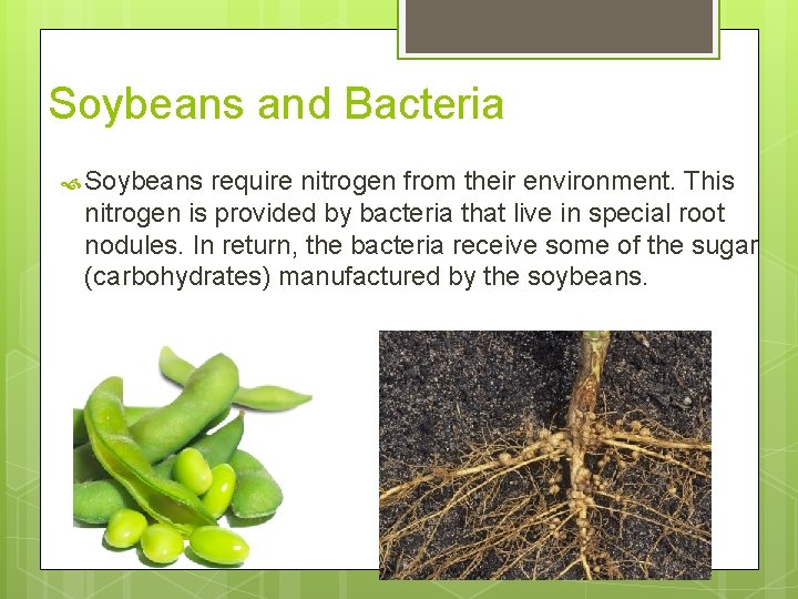 Soybeans and Bacteria Soybeans require nitrogen from their environment. This nitrogen is provided by