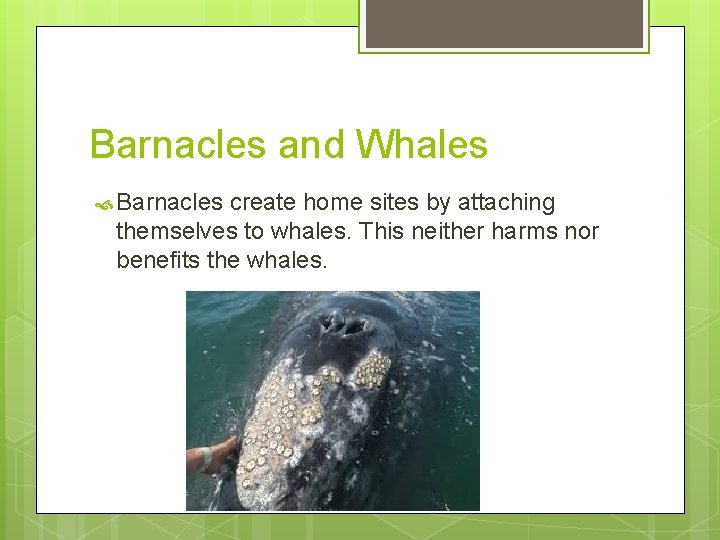 Barnacles and Whales Barnacles create home sites by attaching themselves to whales. This neither