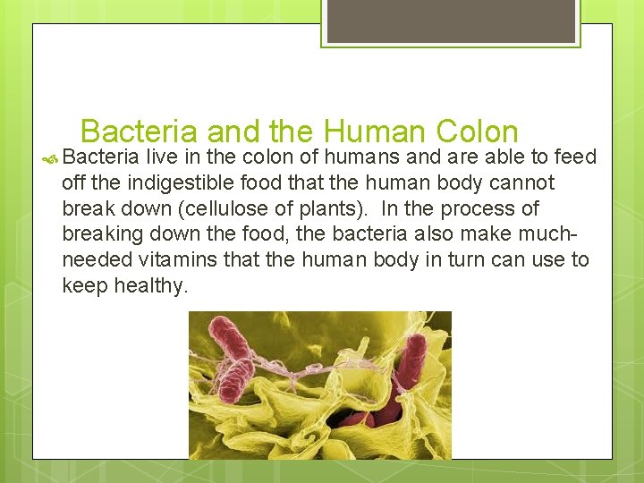 Bacteria and the Human Colon Bacteria live in the colon of humans and are