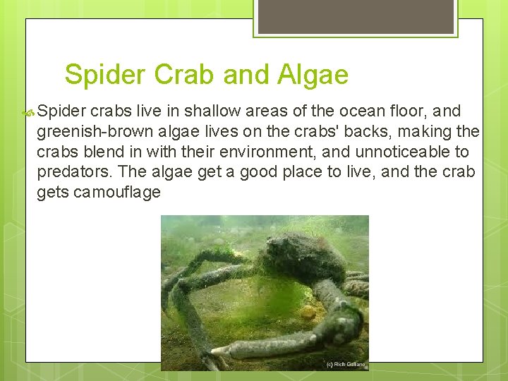 Spider Crab and Algae Spider crabs live in shallow areas of the ocean floor,