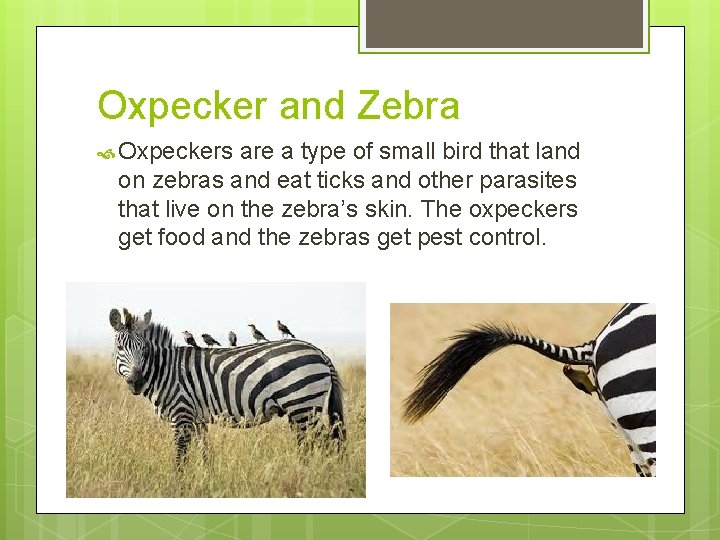 Oxpecker and Zebra Oxpeckers are a type of small bird that land on zebras