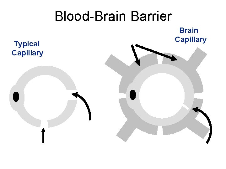 Blood-Brain Barrier Typical Capillary Brain Capillary 