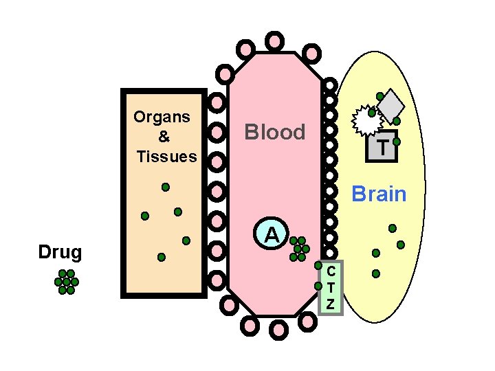 Organs & Tissues Blood T Brain Drug A C T Z 