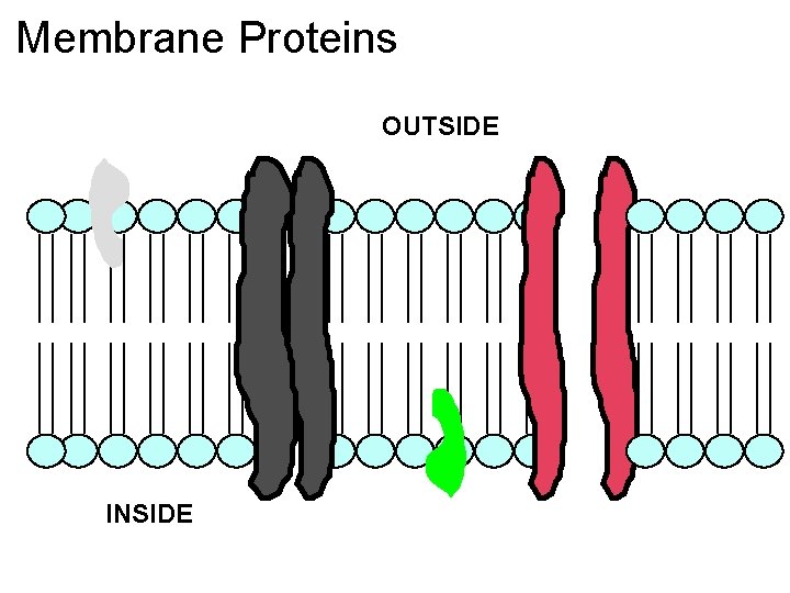Membrane Proteins OUTSIDE INSIDE 
