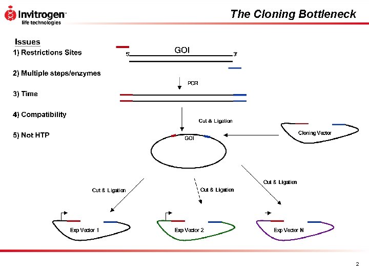 The Cloning Bottleneck 2 