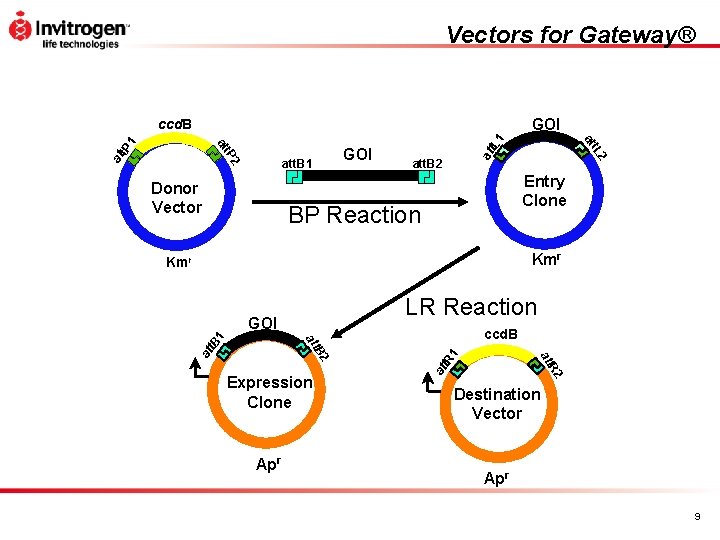 Vectors for Gateway® GOI 1 at t. L at t. P 2 2 Donor
