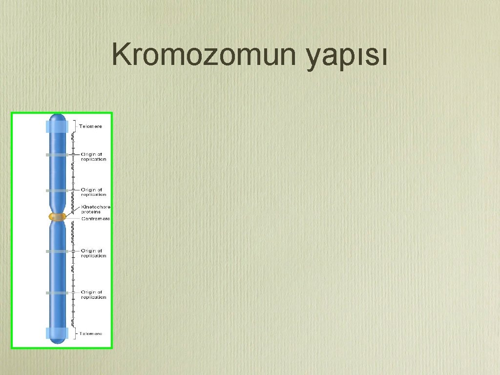 Kromozomun yapısı 