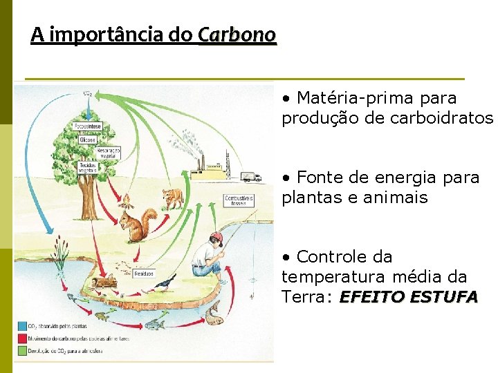 A importância do Carbono • Matéria-prima para produção de carboidratos • Fonte de energia