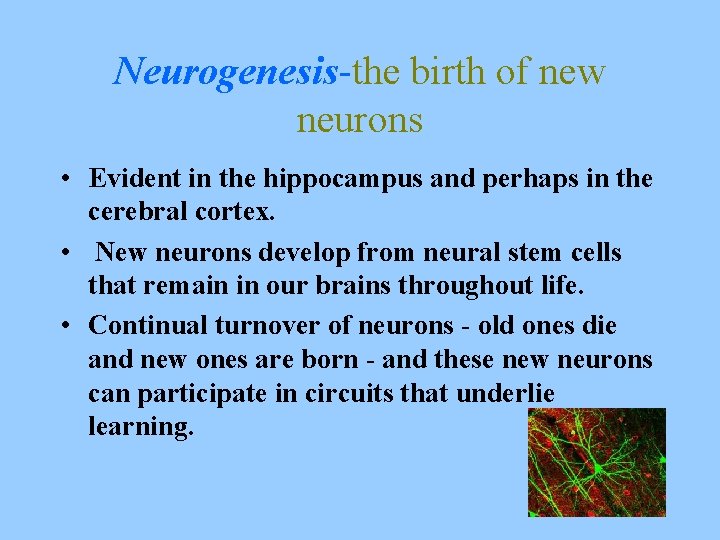 Neurogenesis-the birth of new neurons • Evident in the hippocampus and perhaps in the