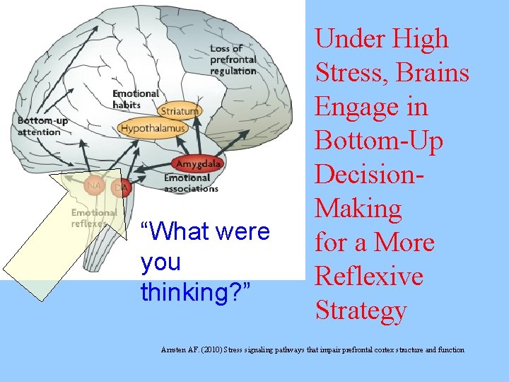 “What were you thinking? ” Under High Stress, Brains Engage in Bottom-Up Decision. Making