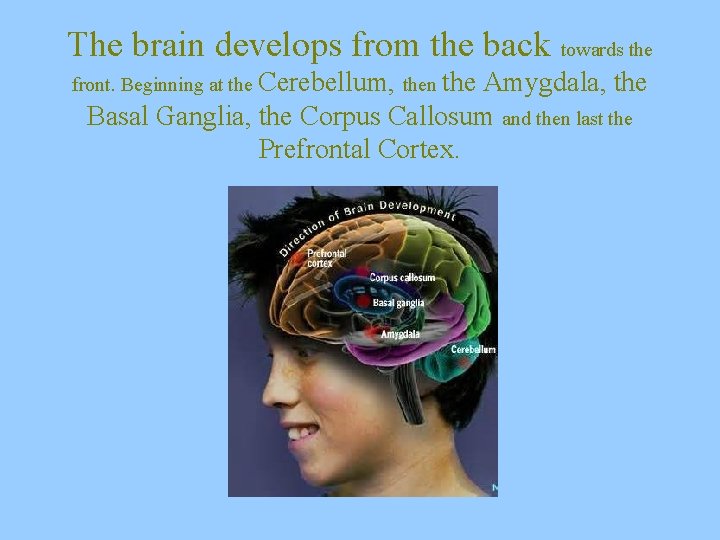 The brain develops from the back towards the front. Beginning at the Cerebellum, then