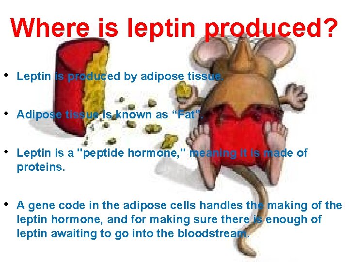 Where is leptin produced? • Leptin is produced by adipose tissue. • Adipose tissue
