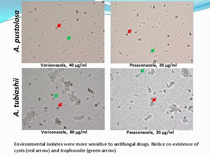 A. pustolosa Posaconazole, 20 µg/ml A. tubiashii Voriconazole, 40 µg/ml Voriconazole, 80 µg/ml Posaconazole,