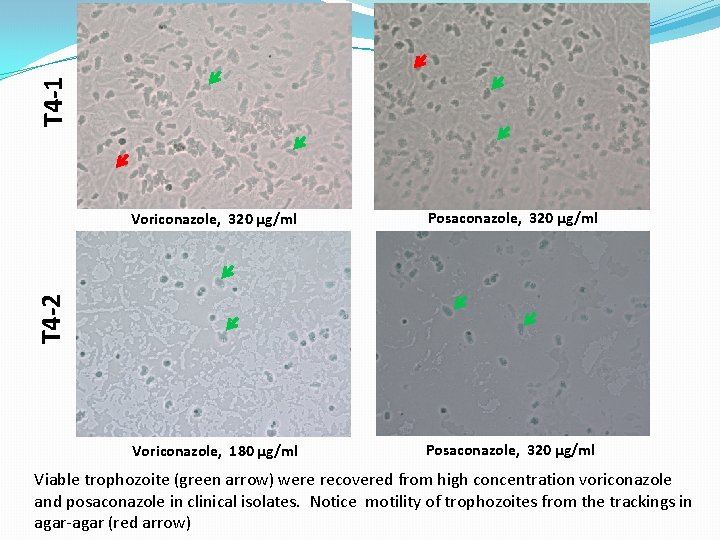 T 4 -1 Posaconazole, 320 µg/ml Voriconazole, 180 µg/ml Posaconazole, 320 µg/ml T 4