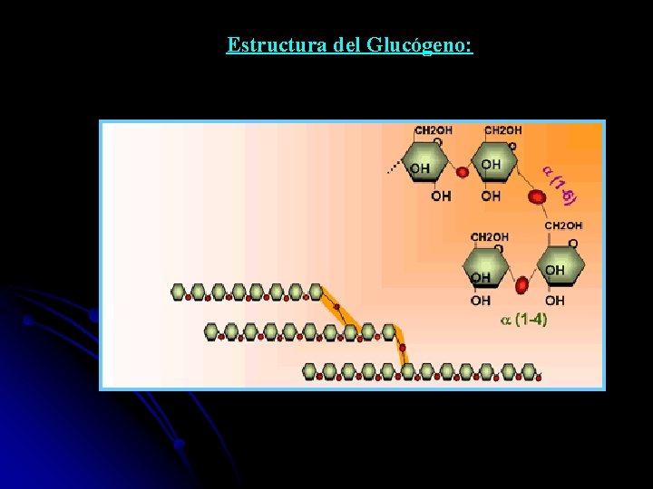 Estructura del Glucógeno: 