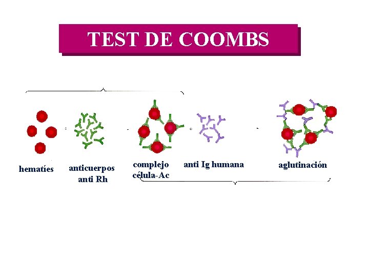 TEST DE COOMBS + hematíes + anticuerpos anti Rh complejo célula-Ac anti Ig humana