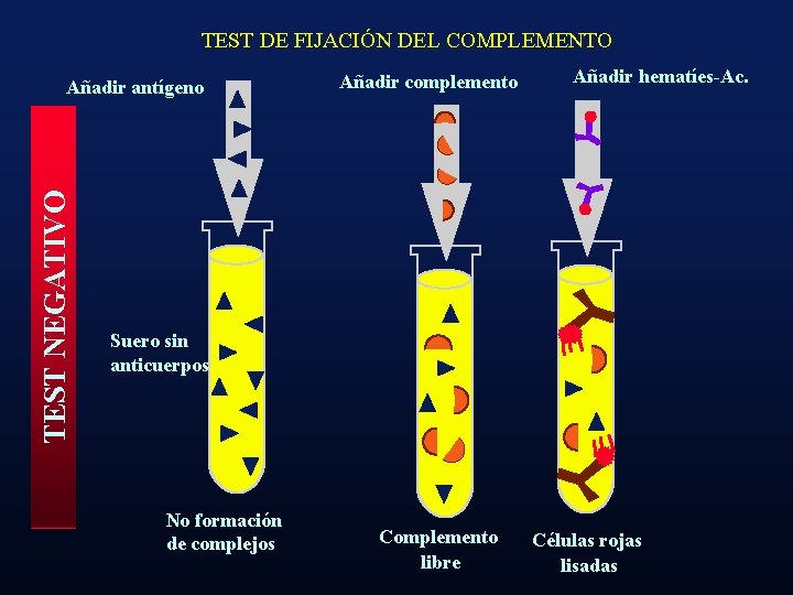 TEST DE FIJACIÓN DEL COMPLEMENTO TEST NEGATIVO Añadir antígeno Añadir complemento Añadir hematíes-Ac. Suero